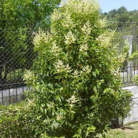 Σπίτι διακοπών Felekas